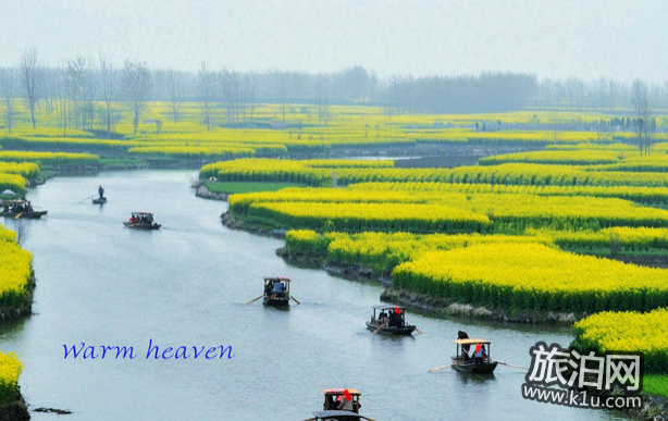 2018兴化千岛油菜花节时间+门票+交通 2018兴化千岛油菜花节时间+门票+交通