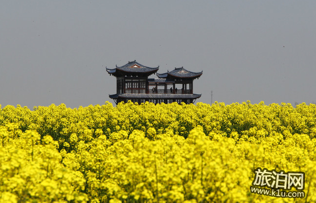 2018兴化千岛油菜花节时间+门票+交通 2018兴化千岛油菜花节时间+门票+交通