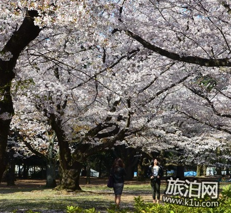 东京的樱花什么时候开2018 东京看樱花的地方推荐 东京的樱花什么时候开2018 东京看樱花的地方推荐