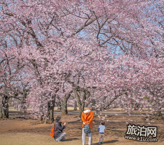 东京的樱花什么时候开2018 东京看樱花的地方推荐 东京的樱花什么时候开2018 东京看樱花的地方推荐