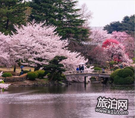 东京的樱花什么时候开2018 东京看樱花的地方推荐 东京的樱花什么时候开2018 东京看樱花的地方推荐