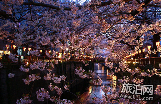 东京的樱花什么时候开2018 东京看樱花的地方推荐 东京的樱花什么时候开2018 东京看樱花的地方推荐