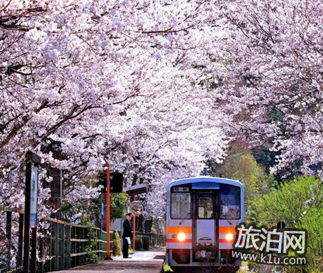 东京的樱花什么时候开2018 东京看樱花的地方推荐 东京的樱花什么时候开2018 东京看樱花的地方推荐