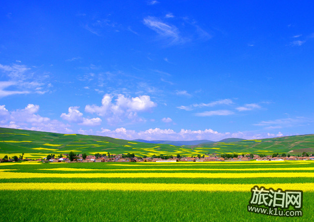 青海湖油菜花什么时候开 青海湖油菜花攻略2018 青海湖油菜花什么时候开 青海湖油菜花攻略2018