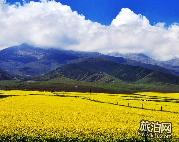 青海湖油菜花什么时候开 青海湖油菜花攻略2018 青海湖油菜花什么时候开 青海湖油菜花攻略2018