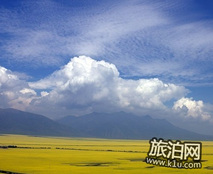 青海湖油菜花什么时候开 青海湖油菜花攻略2018 青海湖油菜花什么时候开 青海湖油菜花攻略2018