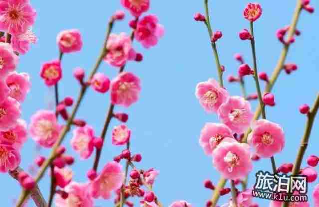2018年武汉春季有哪些可以赏花的地方推荐 2018年武汉春季有哪些可以赏花的地方推荐