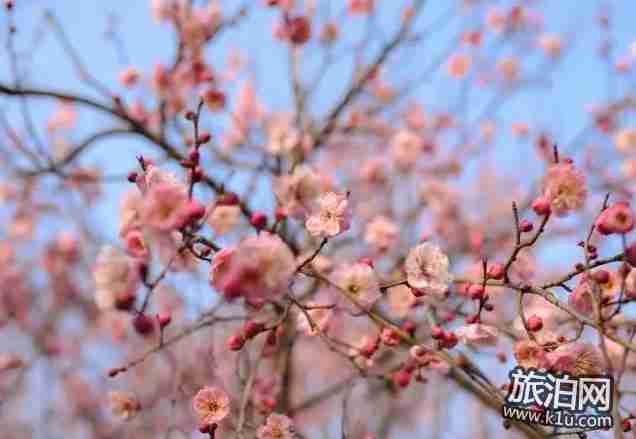 2018年武汉春季有哪些可以赏花的地方推荐 2018年武汉春季有哪些可以赏花的地方推荐