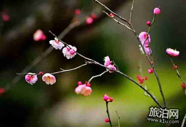 2018年武汉春季有哪些可以赏花的地方推荐 2018年武汉春季有哪些可以赏花的地方推荐
