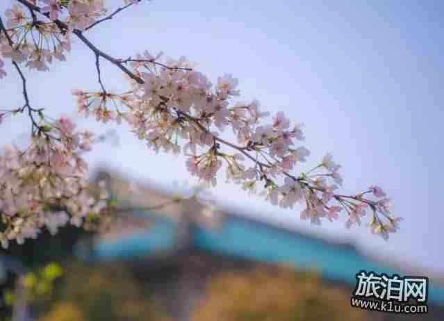 2018年武汉春季有哪些可以赏花的地方推荐 2018年武汉春季有哪些可以赏花的地方推荐
