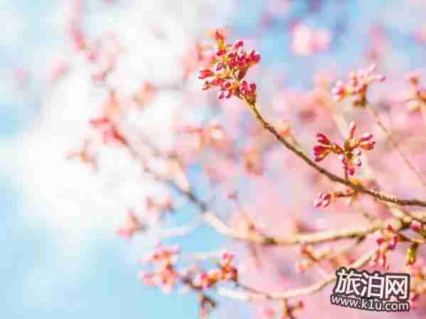 2018年武汉春季有哪些可以赏花的地方推荐 2018年武汉春季有哪些可以赏花的地方推荐