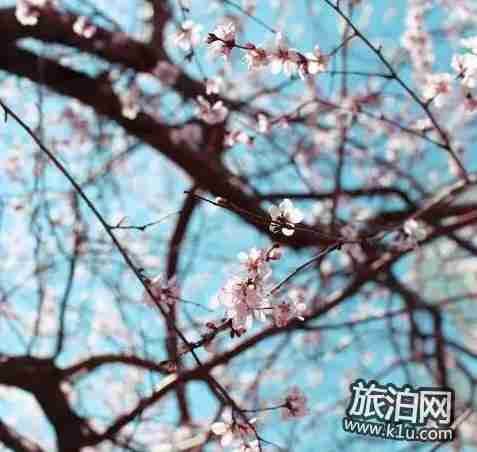 2018年武汉春季有哪些可以赏花的地方推荐 2018年武汉春季有哪些可以赏花的地方推荐