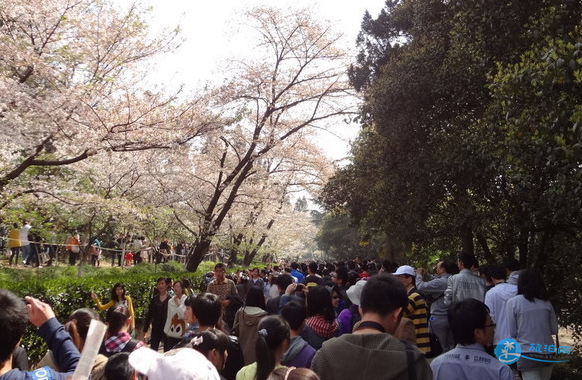 武汉大学怎么逛 武汉大学游玩攻略 武汉大学怎么逛 武汉大学游玩攻略