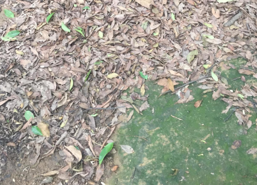 深圳宝安区羊台山森林公园有几个入口 羊台山有什么好玩的 深圳宝安区羊台山森林公园有几个入口 羊台山有什么好玩的