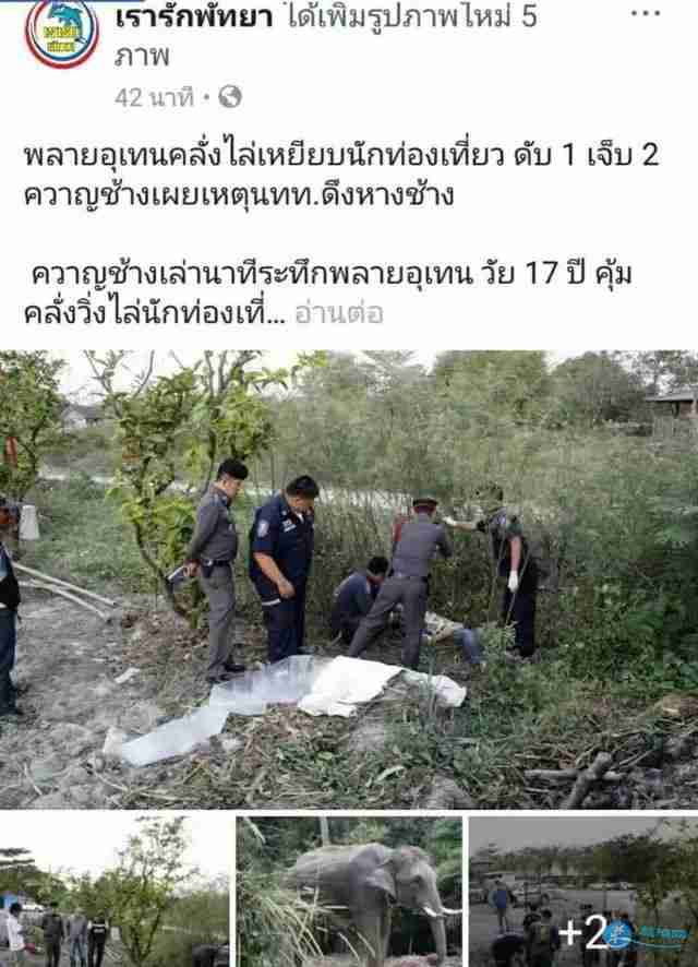 中国导游在泰国营救游客被大象踩死责任赔偿最新消息 中国导游在泰国营救游客被大象踩死责任赔偿最新消息