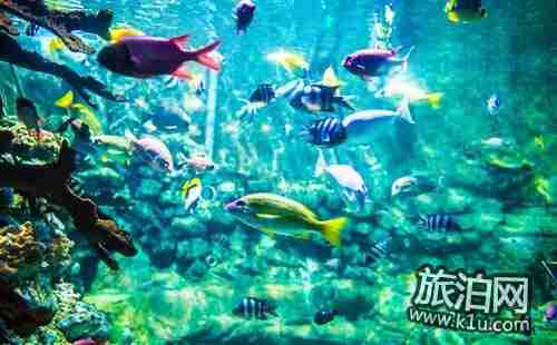 南京海底世界好停车吗 南京海底世界停车场收费是多少 南京海底世界好停车吗 南京海底世界停车场收费是多少