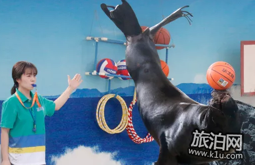 2018厦门海底世界开放时间+表演时间 2018厦门海底世界开放时间+表演时间