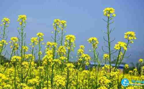 2018济南看油菜花攻略(门票及花期+地址+交通) 2018济南看油菜花攻略(门票及花期+地址+交通)