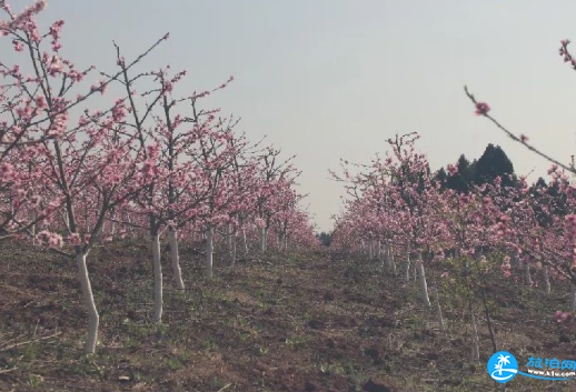 2018简阳桃花节有哪些景点