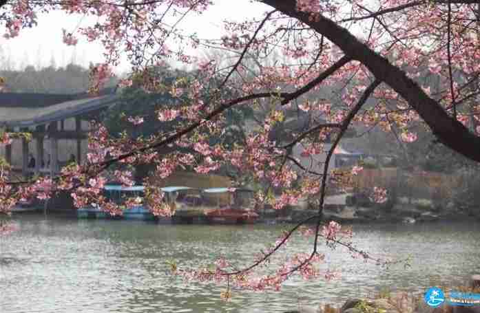 2018上海植物园樱花节活动(时间+门票)