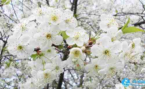 2018苍溪梨花节怎么去 2018苍溪梨花节交通攻略 2018苍溪梨花节怎么去 2018苍溪梨花节交通攻略