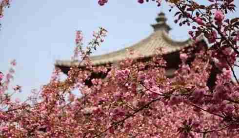 2018年西安青龙寺樱花几月开