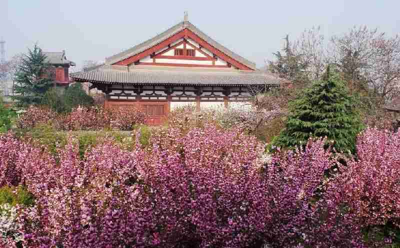 2018年西安青龙寺樱花几月开