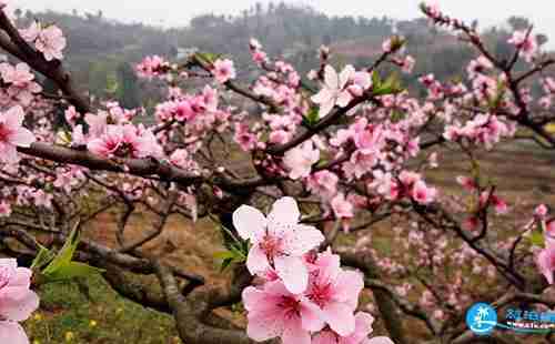 2018上海崇明桃花节有什么活动 2018上海崇明桃花节有什么活动