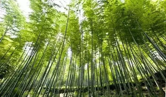 重庆周边有哪些避暑的竹林景点