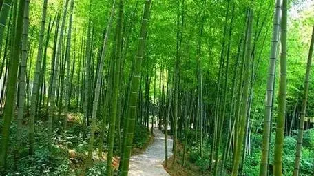 重庆周边有哪些避暑的竹林景点