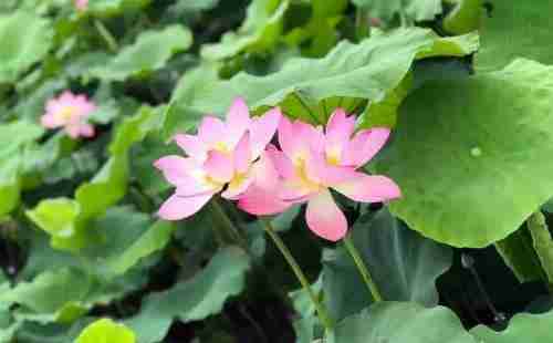 重庆永川十里荷香2018赏荷采莲节门票+地址+交通指南 重庆永川十里荷香2018赏荷采莲节门票+地址+交通指南