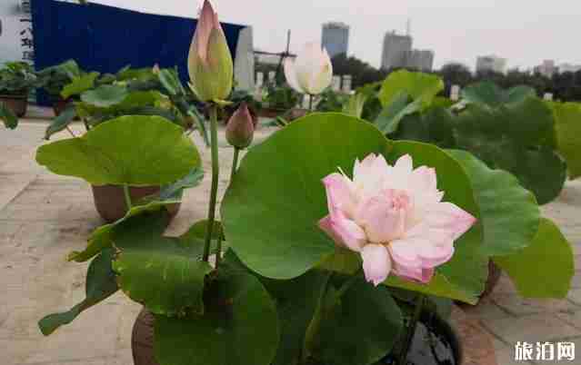 2018年北京莲花池公园荷花节时间+门票价格+学生票 2018年北京莲花池公园荷花节时间+门票价格+学生票