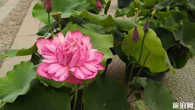 2018年北京莲花池公园荷花节时间+门票价格+学生票 2018年北京莲花池公园荷花节时间+门票价格+学生票