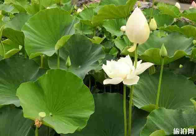 2018年北京莲花池公园荷花节时间+门票价格+学生票 2018年北京莲花池公园荷花节时间+门票价格+学生票