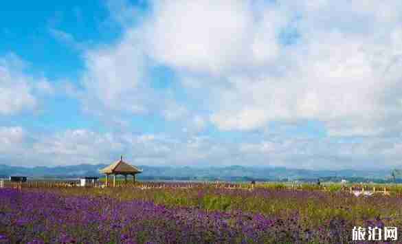 贵州花海图片 贵州看花的地方介绍