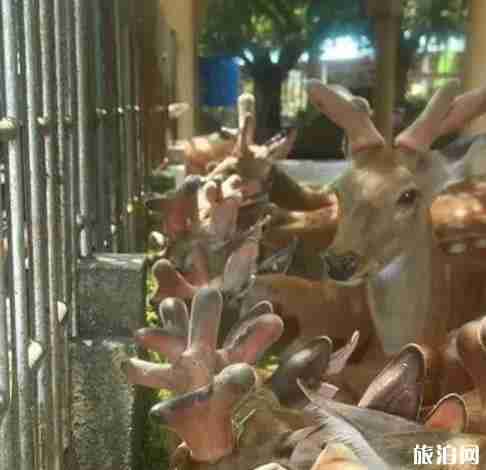 湛江游玩线路图 湛江游玩线路图