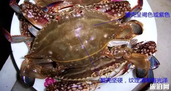 北海什么时候开海2018 北海什么时候去最好 北海海鲜怎么选 北海什么时候开海2018 北海什么时候去最好 北海海鲜怎么选