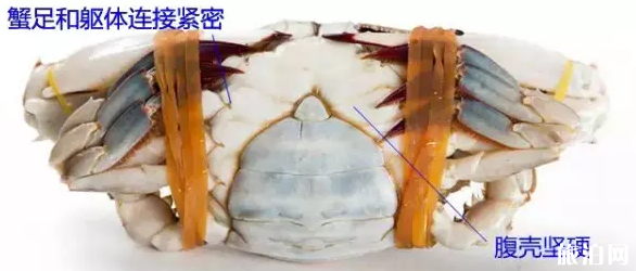 北海什么时候开海2018 北海什么时候去最好 北海海鲜怎么选 北海什么时候开海2018 北海什么时候去最好 北海海鲜怎么选