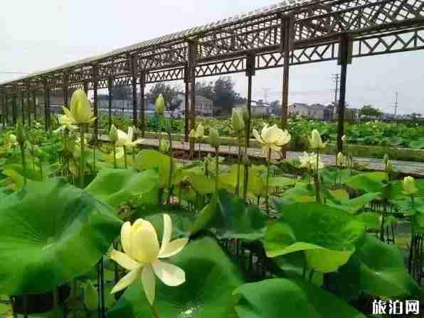 2018南京九月赏花大全 2018南京九月赏花大全