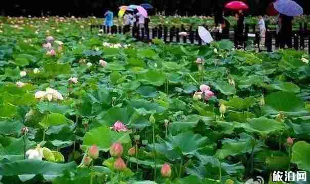 2018南京九月赏花大全 2018南京九月赏花大全
