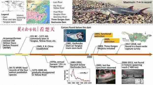 长江白鲟灭绝了吗 2020长江白鲟被宣布灭绝最新新闻 长江白鲟灭绝了吗 2020长江白鲟被宣布灭绝最新新闻