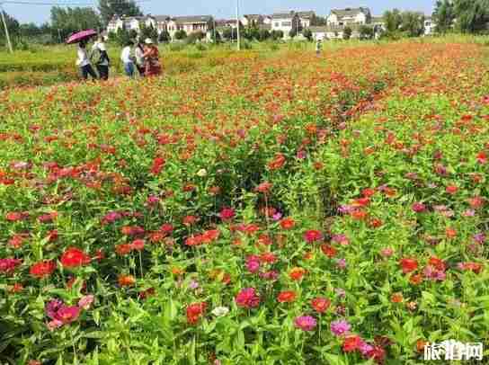 2018南京向日葵花海在哪里 六合向日葵介绍 2018南京向日葵花海在哪里 六合向日葵介绍
