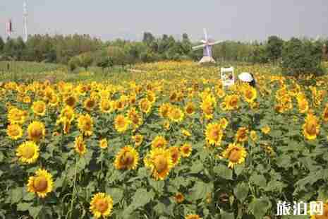 黄石周边游赏花旅游去哪好