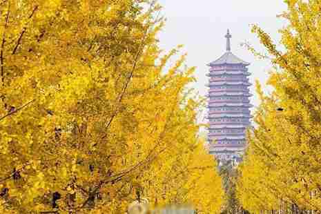 2018北京十佳银杏观赏地 2018北京十佳银杏观赏地