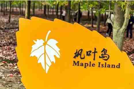 2018-2019上海金山枫叶岛免费接驳车地点 赏枫叶交通指南 2018-2019上海金山枫叶岛免费接驳车地点 赏枫叶交通指南
