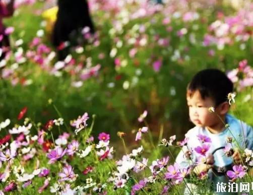 2018广州赏花活动时间+地址 广州12月赏花的地方 2018广州赏花活动时间+地址 广州12月赏花的地方