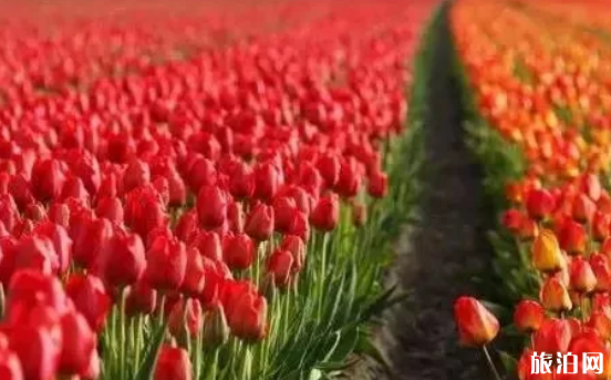 2019年广州春节活动 广州适合情侣去的地方