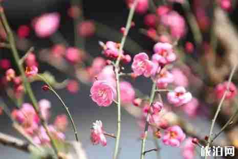 冬季昆明赏花的地点推荐