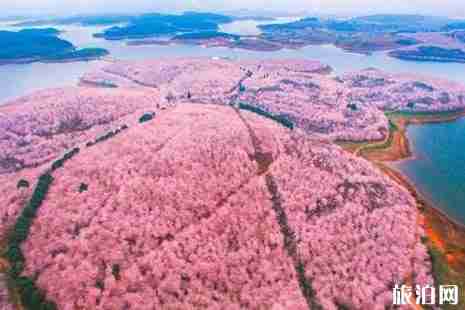 平坝樱花园门票是多少 平坝樱花园交通+介绍