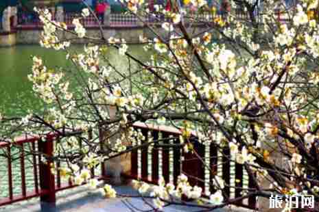 2019元旦广州花展门票价格+地点+时间+交通 2019元旦广州花展门票价格+地点+时间+交通